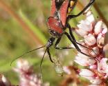 Flower Assassin bug with prey